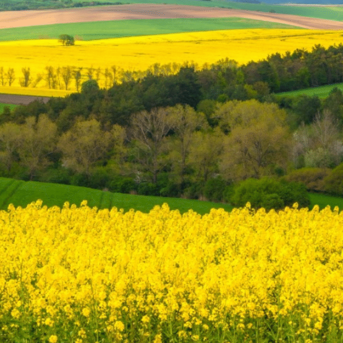 Konferencja Ochrony Roślin – 65. Sesja Naukowa Instytutu Ochrony Roślin – PIB