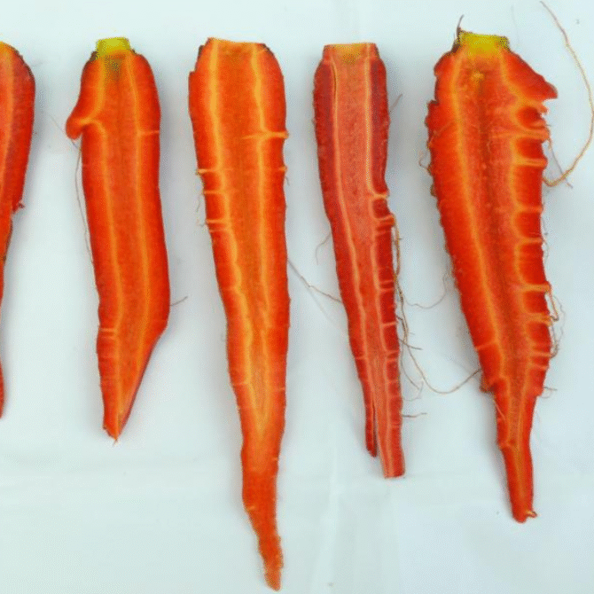 Sekret idealnej marchwi – wywiad z prof. Daruszem Grzebelusem, Zastępcą Przewodniczącego KNA PAN